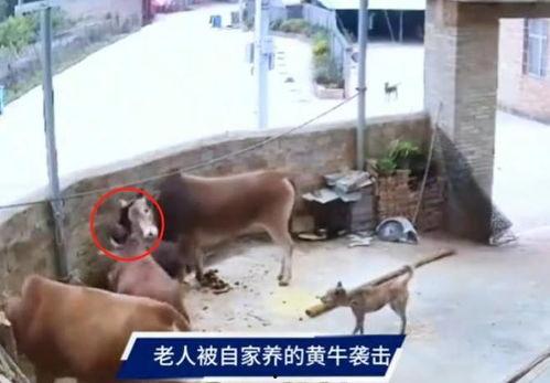 牛裤子最新爆料视频,惊人内幕曝光！  第1张