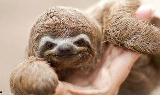 动物女巫爆料视频,探寻魔法世界的真实面纱 第1张 动物女巫爆料视频,探寻魔法世界的真实面纱 第1张