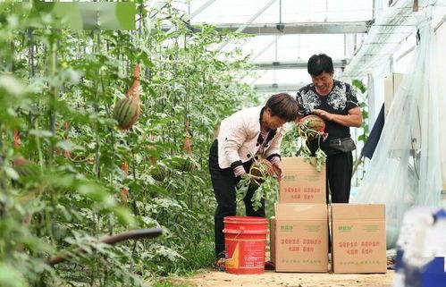 新瓜最新爆料河北,揭秘背后惊人真相 第1张 新瓜最新爆料河北,揭秘背后惊人真相 第1张