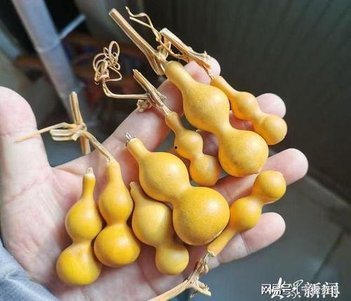 葫芦最新爆料,揭秘神秘事件背后的惊人真相